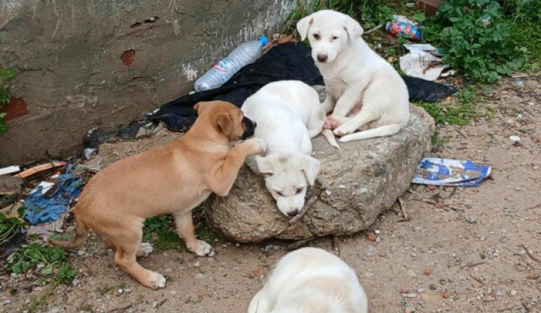 SOS ANIMAUX