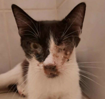 pour les chats et chiens en fourrière -REUNION-