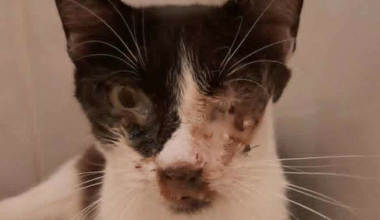 pour les chats et chiens en fourrière -REUNION-