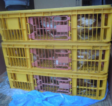 AidePourMesSauvetagesD'Animaux