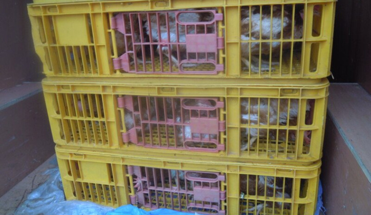 AidePourMesSauvetagesD'Animaux
