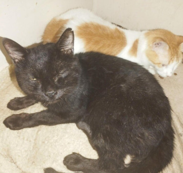 SOS Chatons Malades