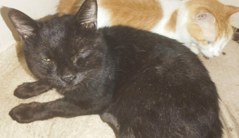 SOS Chatons Malades