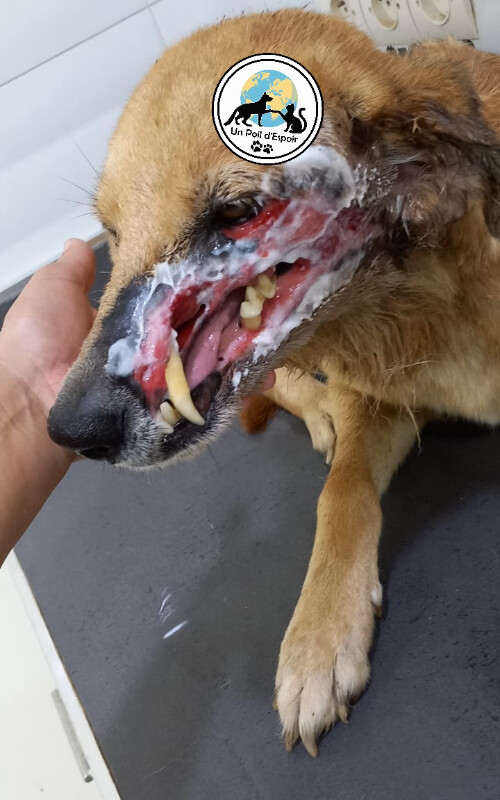 Image justificative de la cagnotte