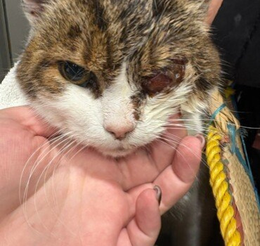 Œil crevé ou blessé pour petite chatte de 14 ans