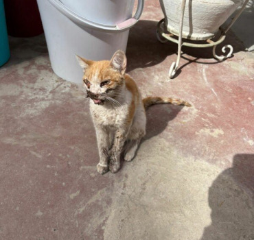 Urgence pour petite Luna