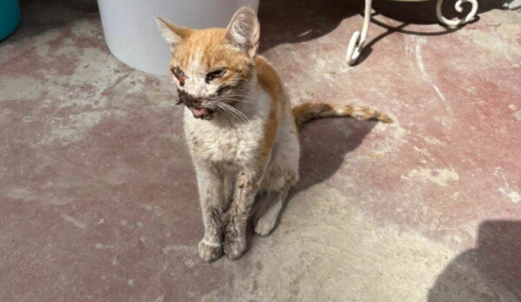 Urgence pour petite Luna