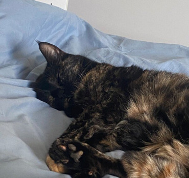 Frais vétérinaire pour mon chat malade