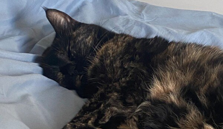 Frais vétérinaire pour mon chat malade