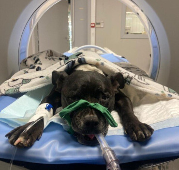 💔 Pour Kaïra - atteinte des vers de l'oesophage