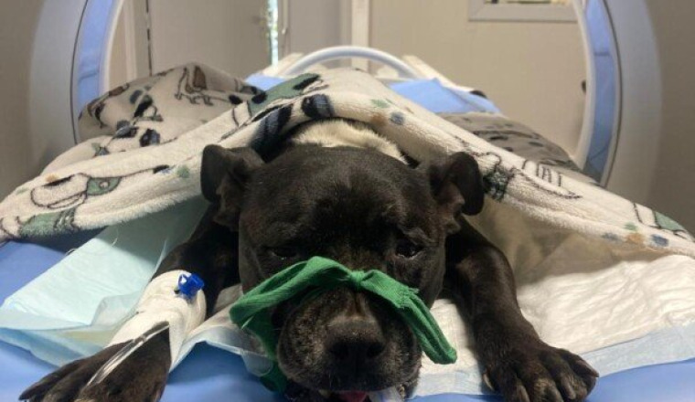 💔 Pour Kaïra - atteinte des vers de l'oesophage