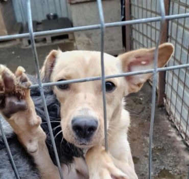 SOS SAUVETAGE CHIENS DE FOURRIERE - LUPY Orastie