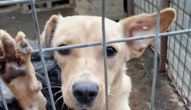 SOS SAUVETAGE CHIENS DE FOURRIERE - LUPY Orastie