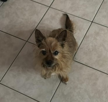 ⚠️ URGENCE – Aidons Kira à respirer 💔