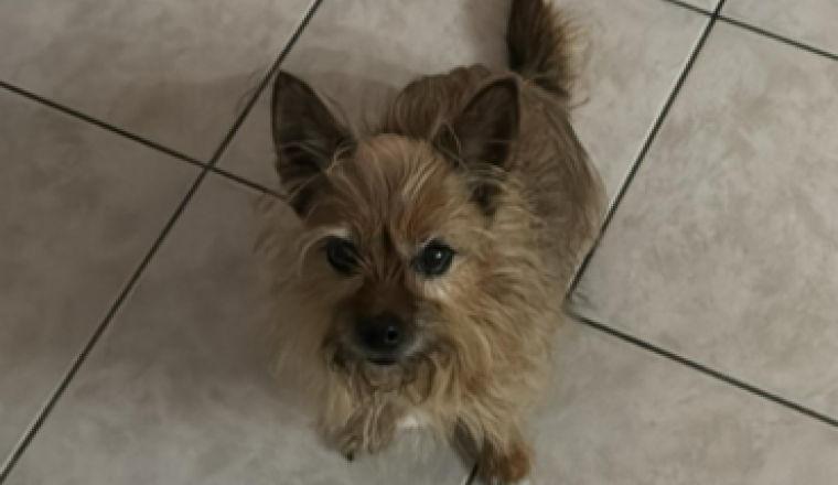 ⚠️ URGENCE – Aidons Kira à respirer 💔