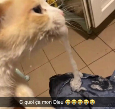 Aide chat gravement malade
