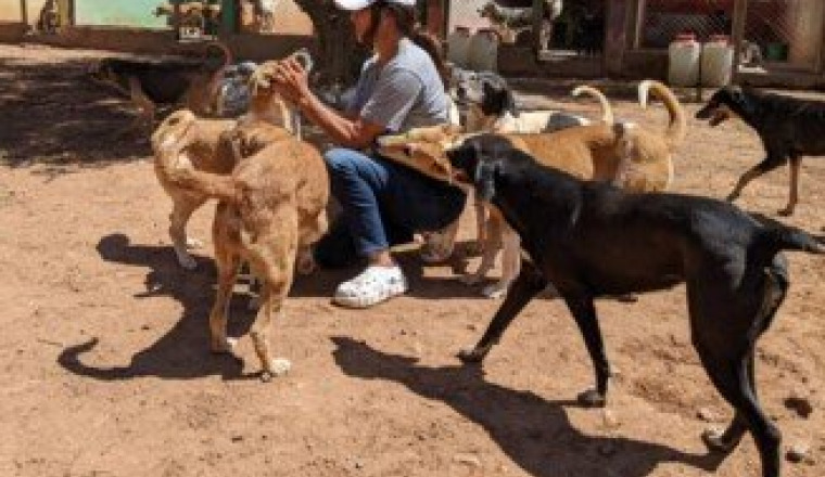 Urgence vitale demande de fonds refuge 🇲🇦🐕🐈‍⬛