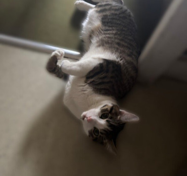 Aidez nous à sauver notre chat 🙏