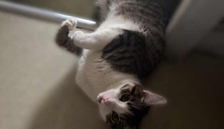 Aidez nous à sauver notre chat 🙏