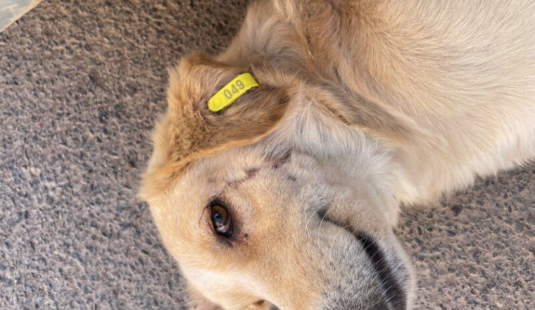 Stériliser et vacciner les chiens au Maroc