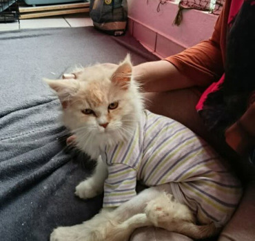 le chat constipé -REUNION-