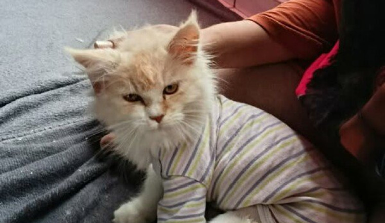 le chat constipé -REUNION-