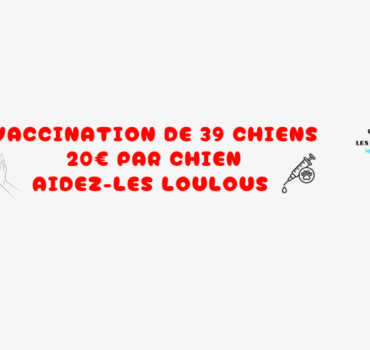 Vaccination de 39 chiens