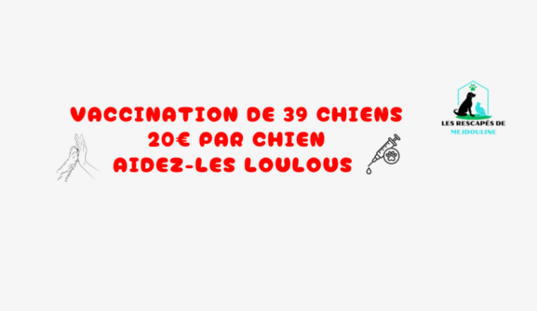 Vaccination de 39 chiens