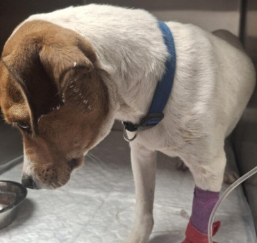 Petite chienne en Urgence ‼️ Parvovirose ‼️