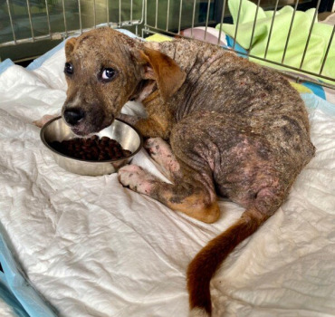 Chiot en urgence reunion