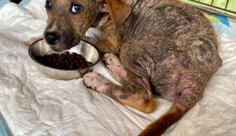 Chiot en urgence reunion