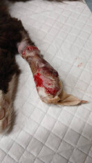 Image justificative de la cagnotte