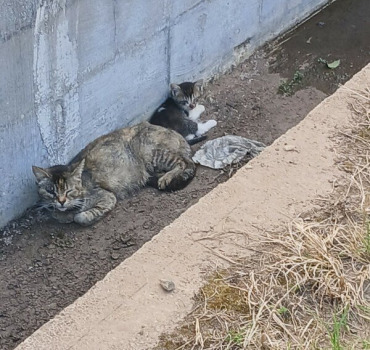 chats en danger menace euthanasie -REUNION-