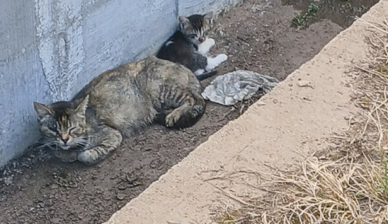 chats en danger menace euthanasie -REUNION-