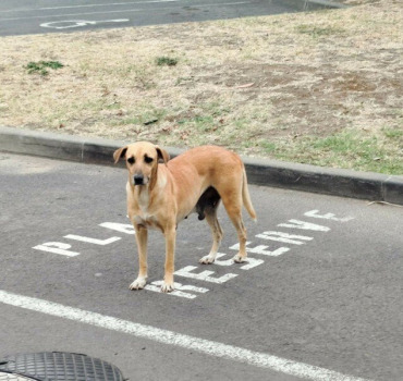 les 11 chiens du Mac Do Saint louis bel air