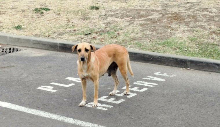 les 11 chiens du Mac Do Saint louis bel air