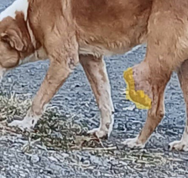 LE CHIEN AVEC UNE TUMEUR A LA PATTE -REUNION-