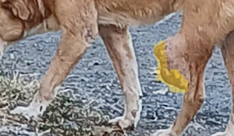 LE CHIEN AVEC UNE TUMEUR A LA PATTE -REUNION-