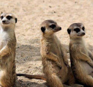 TRIO