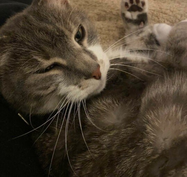 Des soins pour mon chat Isidore