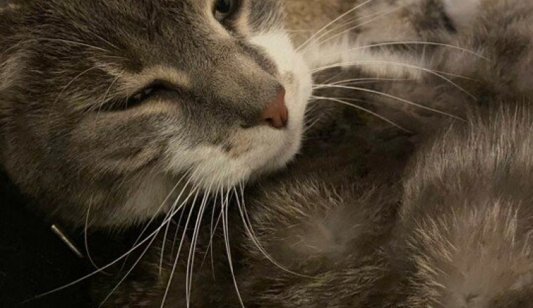 Des soins pour mon chat Isidore