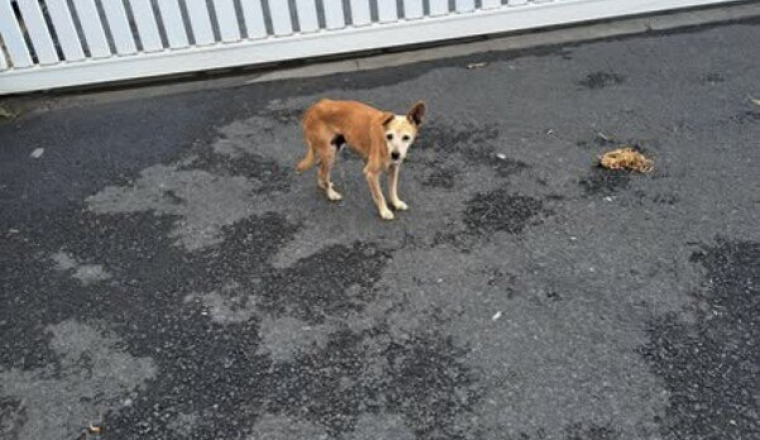 un petit toutou à sauver -REUNION-