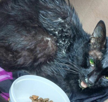 chat mourant  - REUNION-