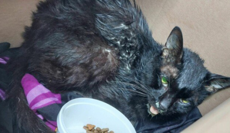 chat mourant  - REUNION-