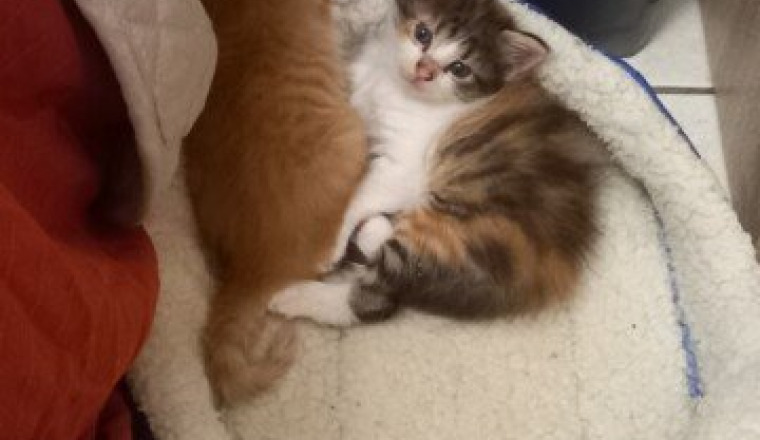 CHATTERIE POUR SAUVETAGE