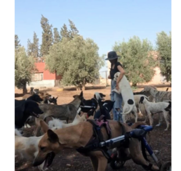 SOS - SAUVETAGES ANIMAUX (FRAIS D'OCTOBRE 2025)