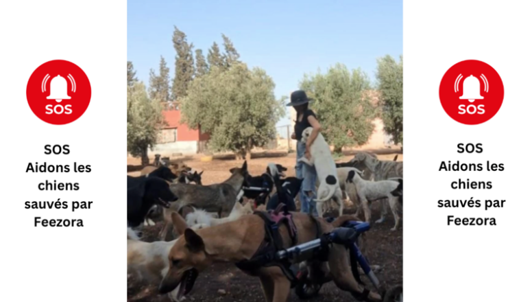 SOS - SAUVETAGES ANIMAUX (FRAIS D'OCTOBRE 2025)
