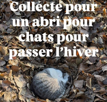 Maison pour chat de rue