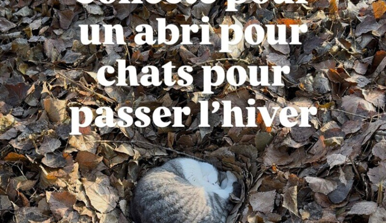 Maison pour chat de rue