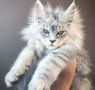 Nos amis les animaux
